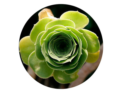 Succulent circular  Impuzzible 400 Piece Jigsaw Puzzle